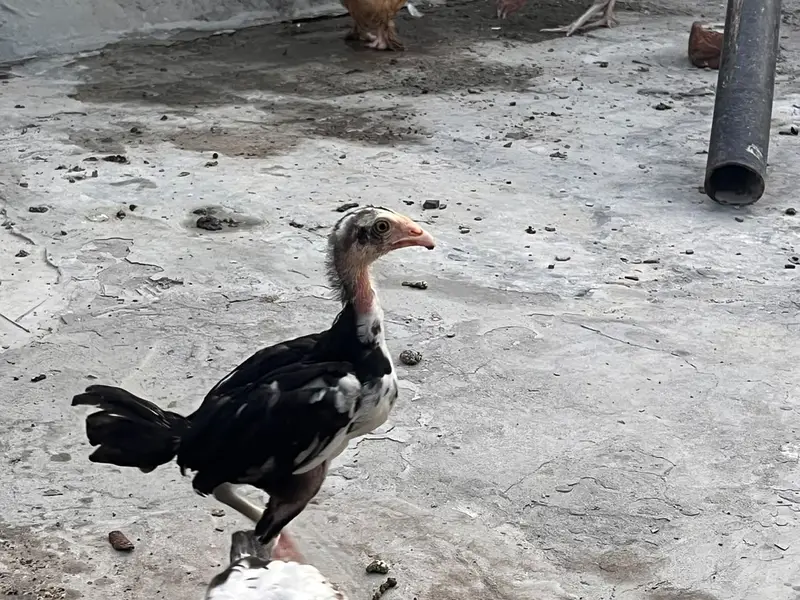 High Quality Aseel Chicks for Sale — photo 6