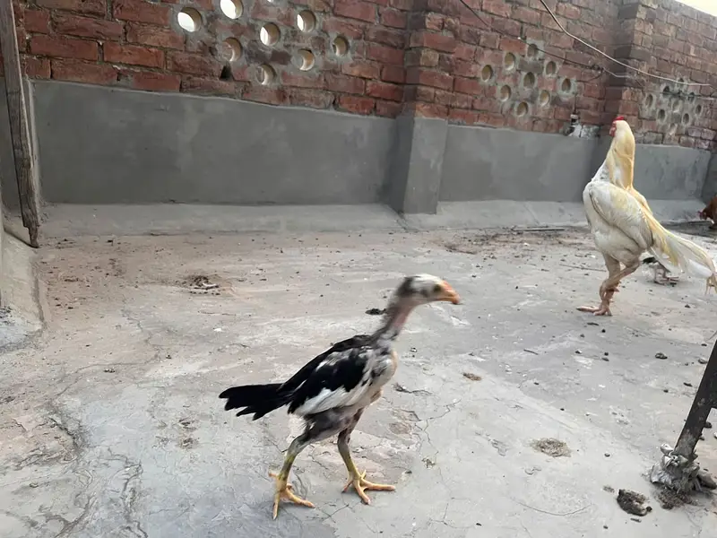 High Quality Aseel Chicks for Sale — photo 7