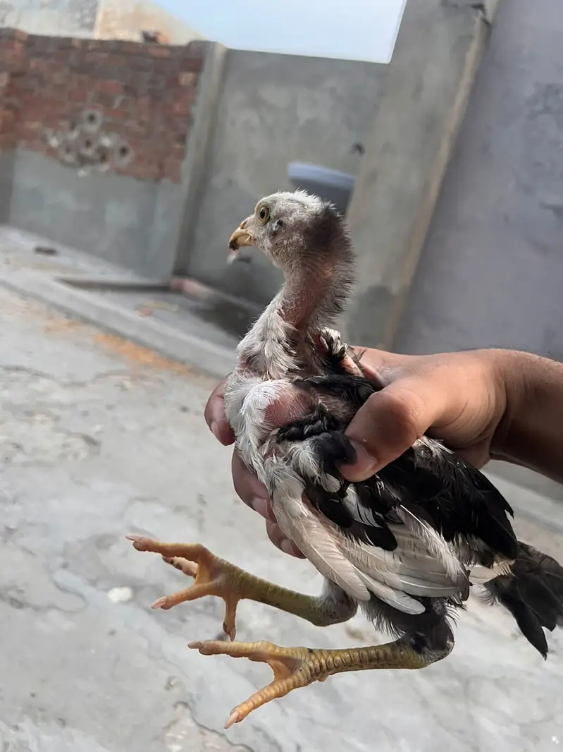 High Quality Aseel Chicks for Sale — photo 8