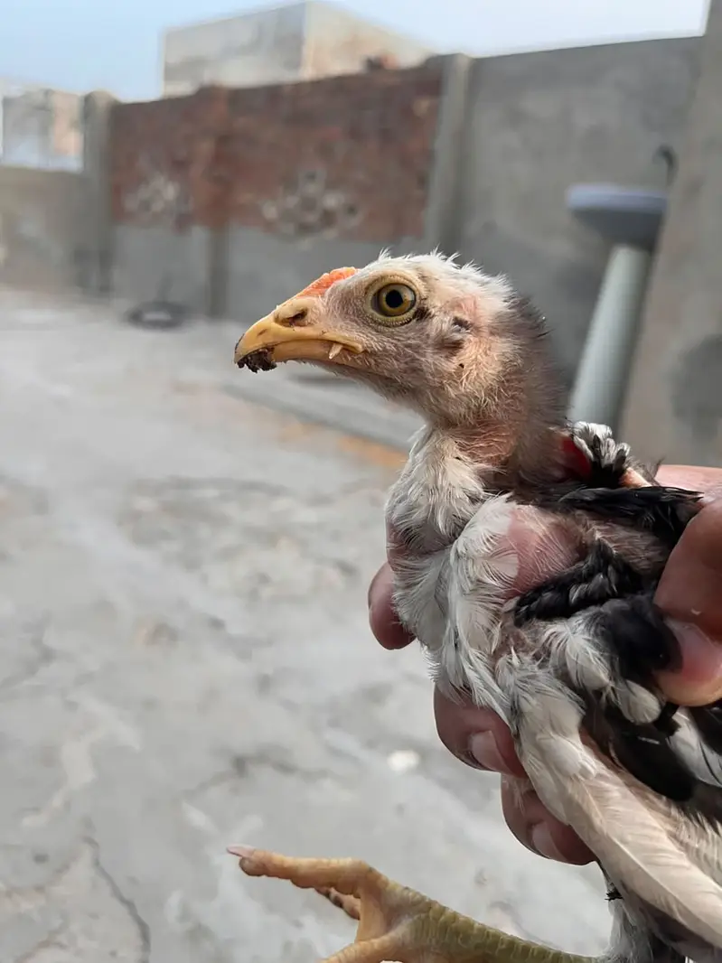 High Quality Aseel Chicks for Sale — photo 9
