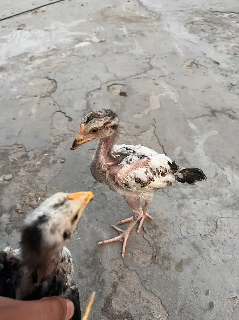 High Quality Aseel Chicks for Sale — photo 10