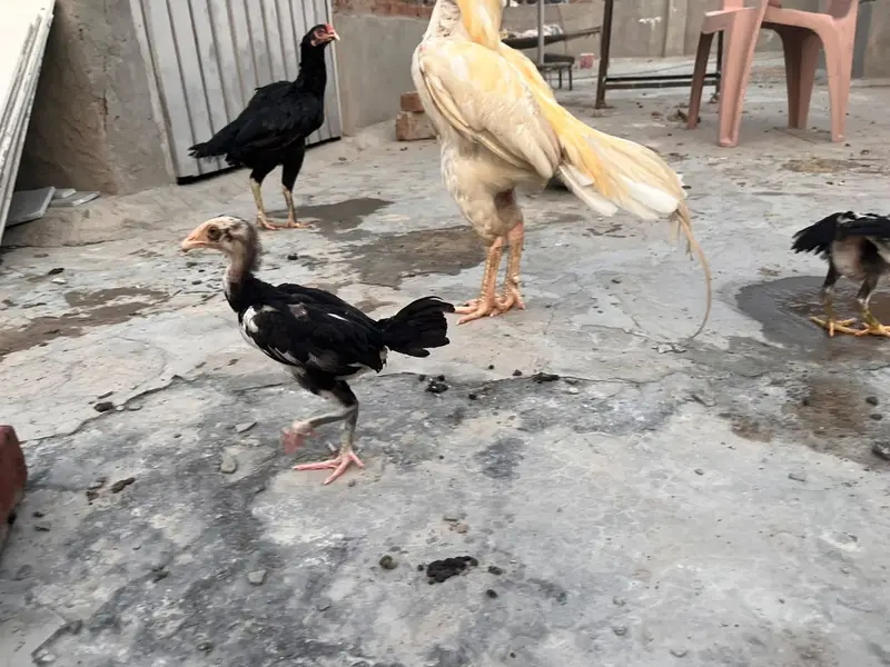 High Quality Aseel Chicks for Sale — photo 11