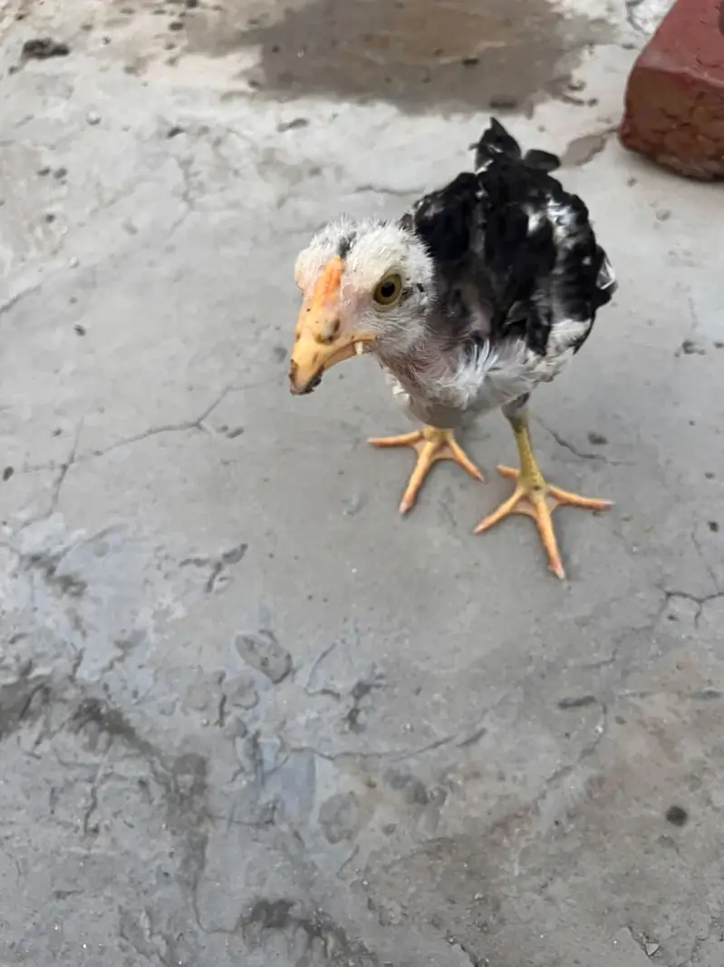 High Quality Aseel Chicks for Sale — photo 12