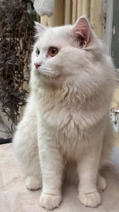 Persian male cat for sale