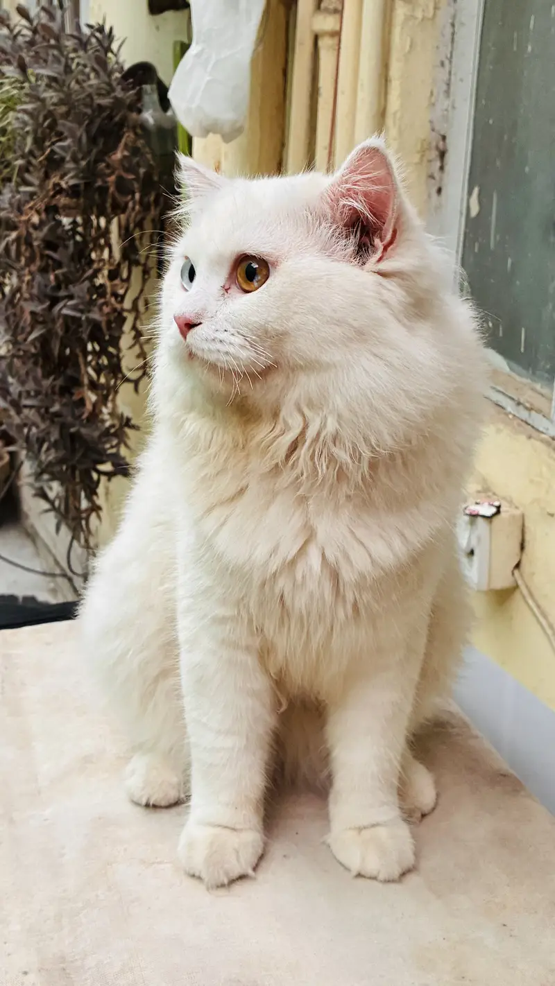 Persian male cat for sale — photo 2