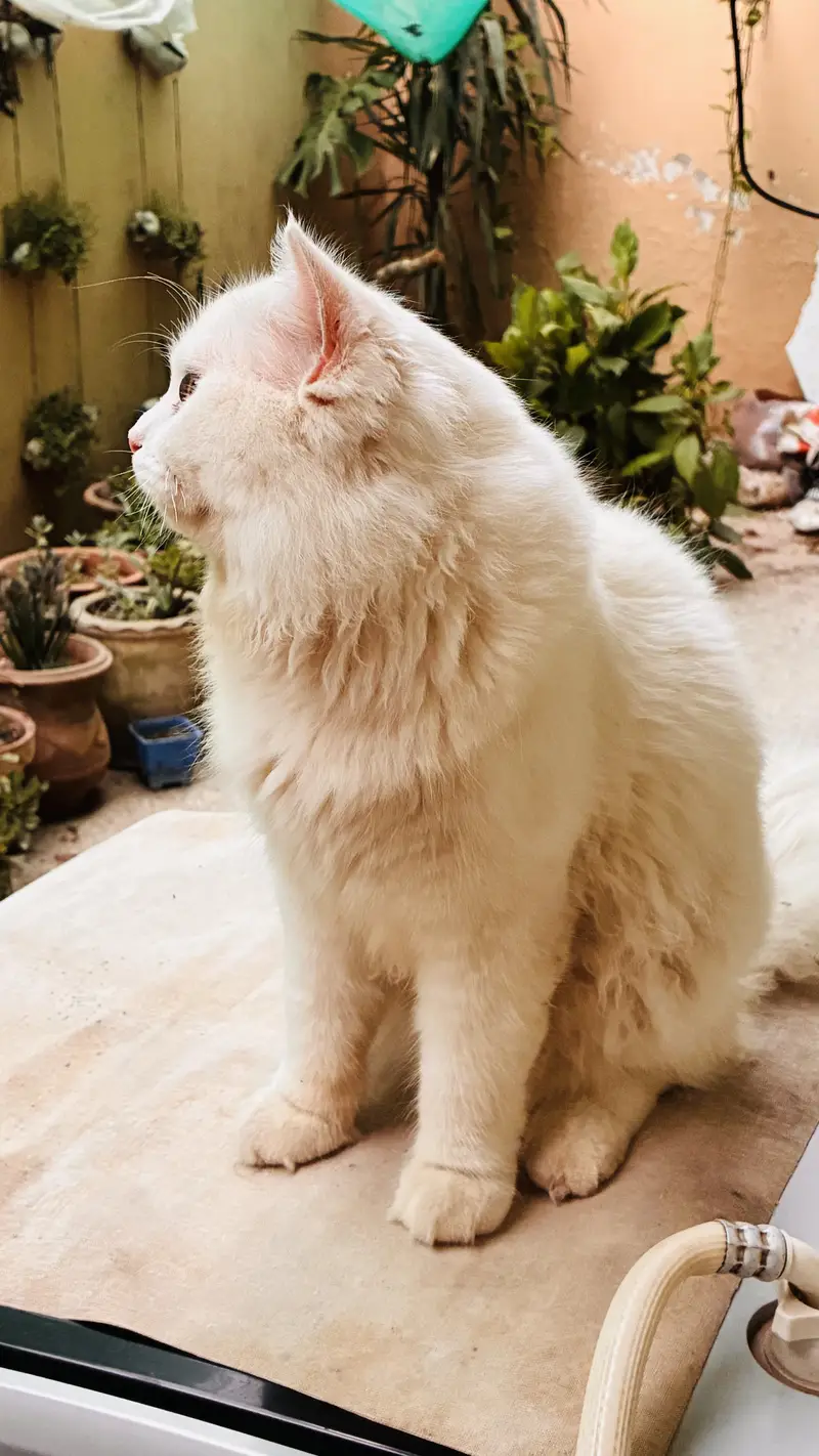 Persian male cat for sale — photo 3