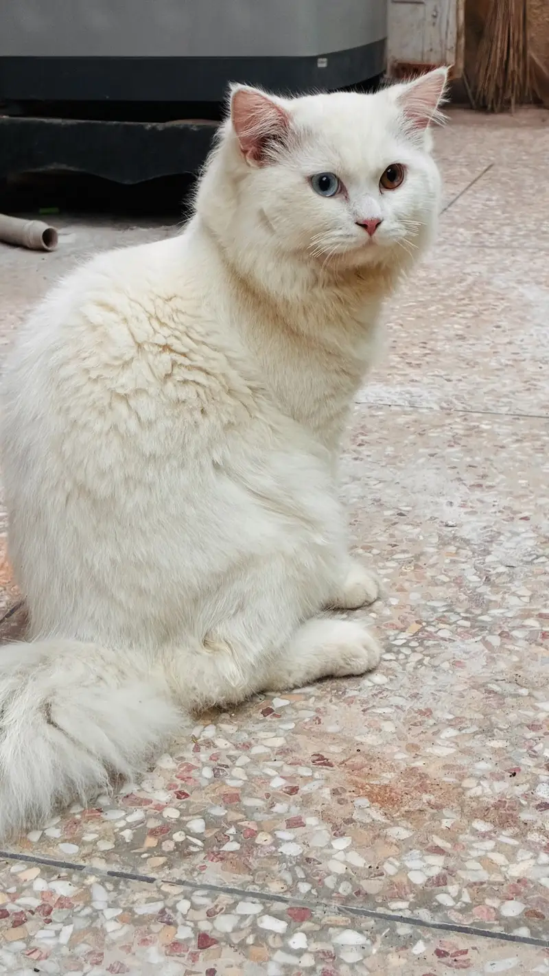 Persian male cat for sale — photo 4