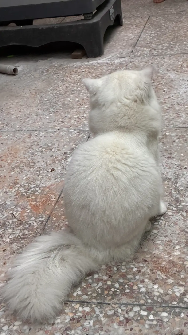 Persian male cat for sale — photo 5