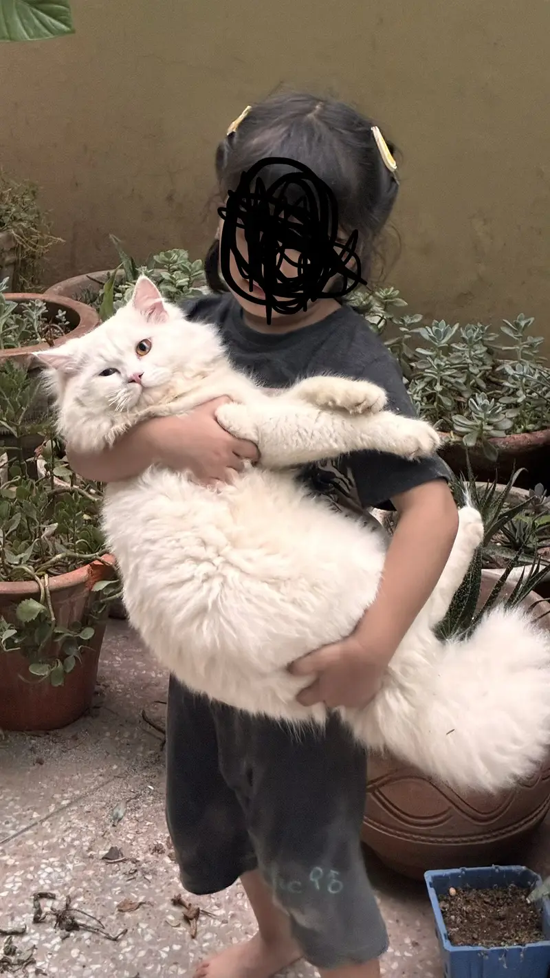 Persian male cat for sale — photo 6