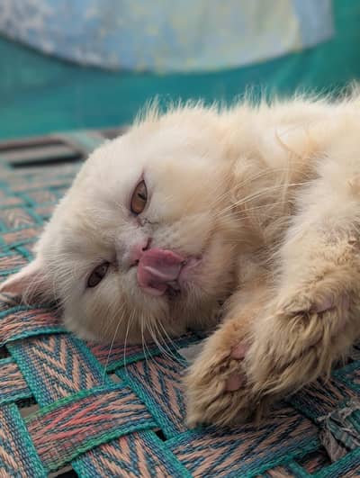 Cat persian