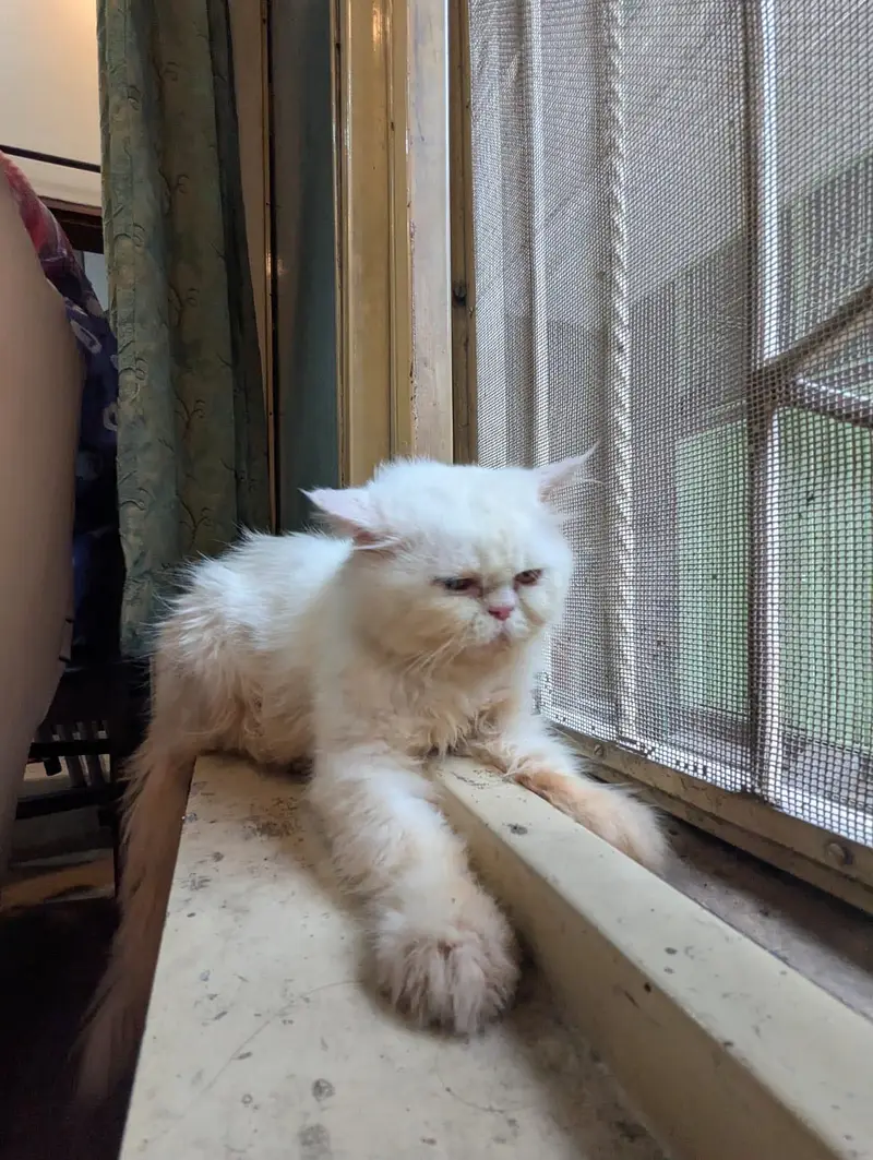 Cat persian — photo 2