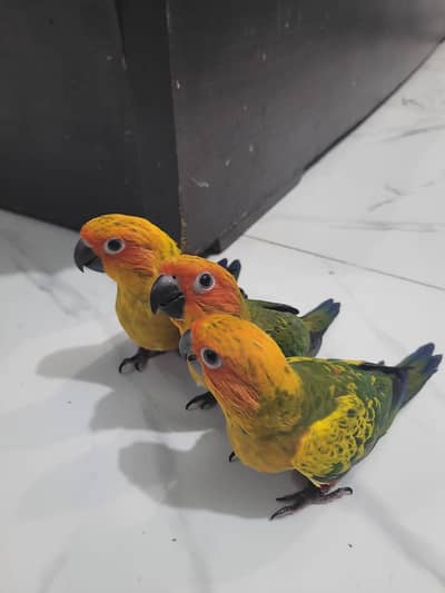 Extreme red factor Sunconure self chicks 22k 1 chick demand