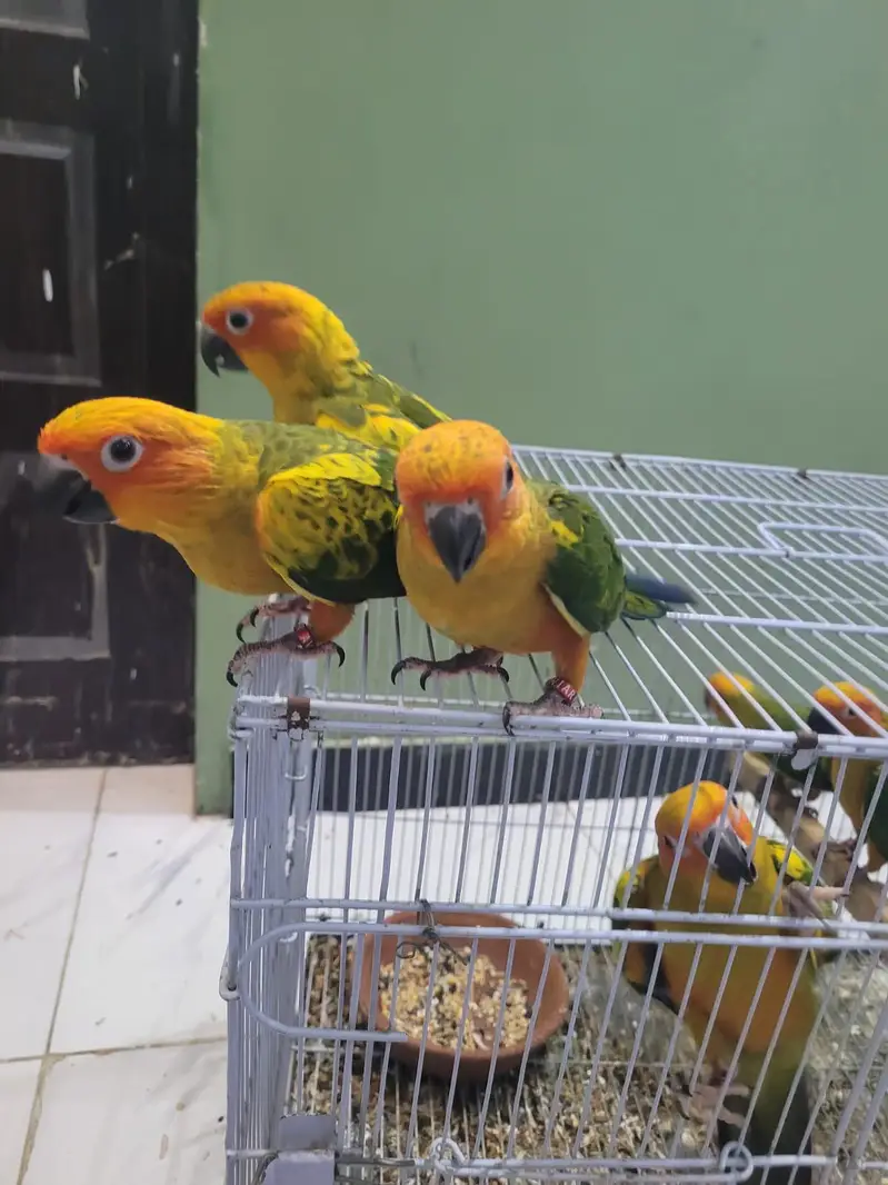 Extreme red factor Sunconure self chicks 22k 1 chick demand — photo 2
