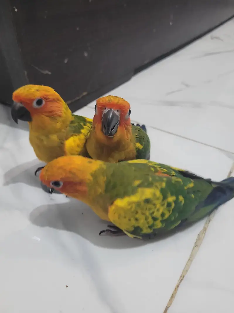 Extreme red factor Sunconure self chicks 22k 1 chick demand — photo 3