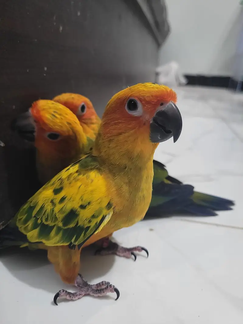 Extreme red factor Sunconure self chicks 22k 1 chick demand — photo 4