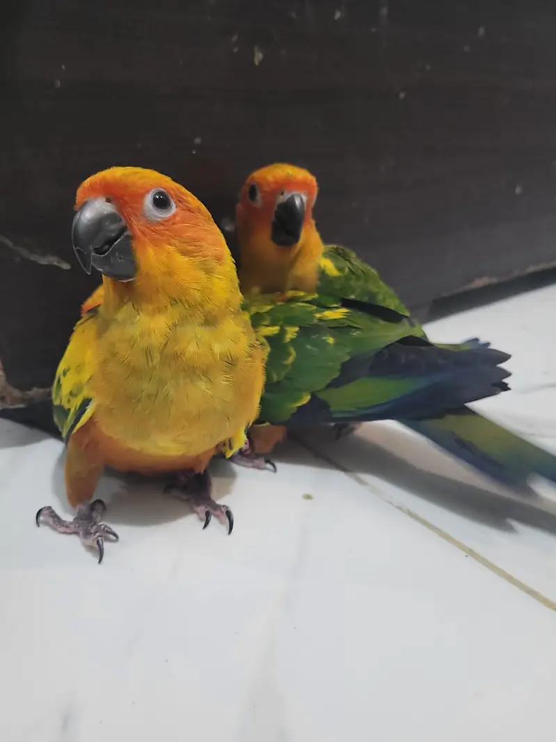 Extreme red factor Sunconure self chicks 22k 1 chick demand — photo 5