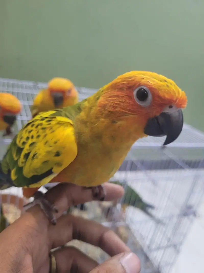 Extreme red factor Sunconure self chicks 22k 1 chick demand — photo 6