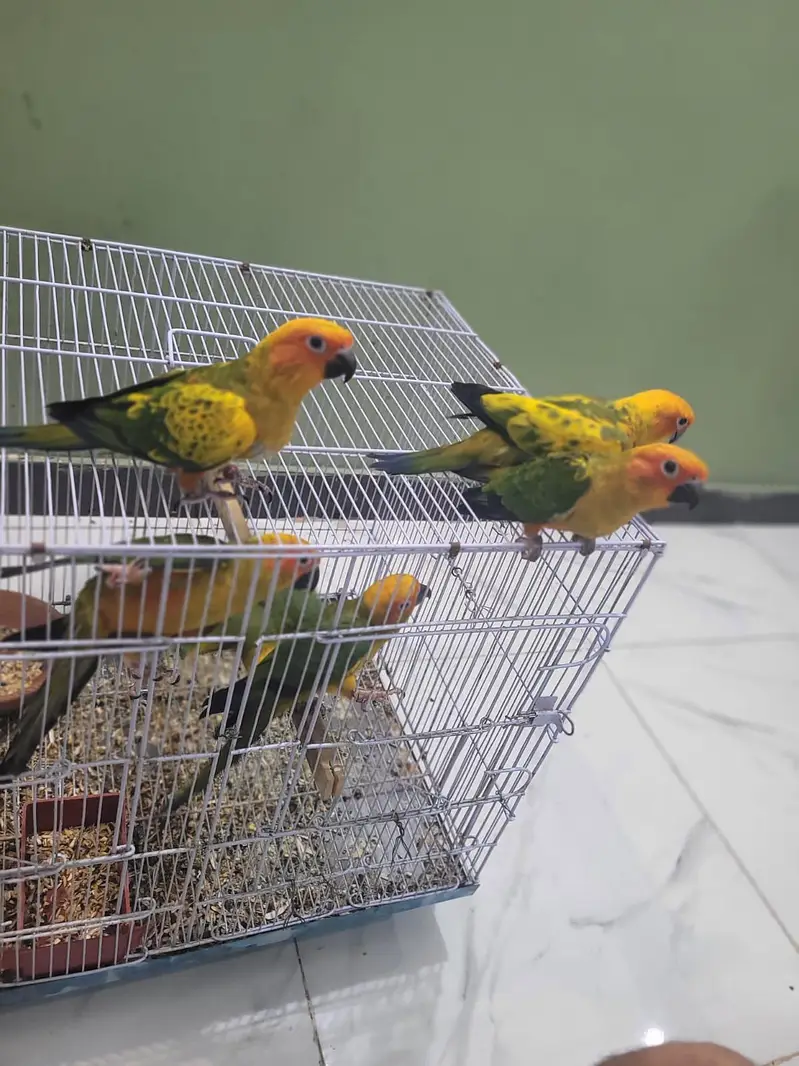 Extreme red factor Sunconure self chicks 22k 1 chick demand — photo 7