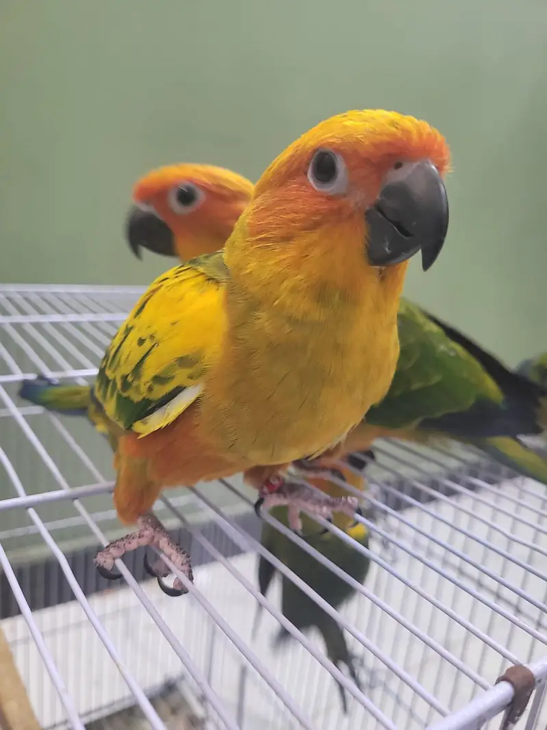 Extreme red factor Sunconure self chicks 22k 1 chick demand — photo 8