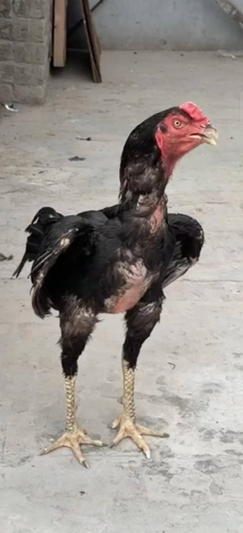 Home Breed special Patha — photo 3