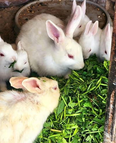 red eye rabbits