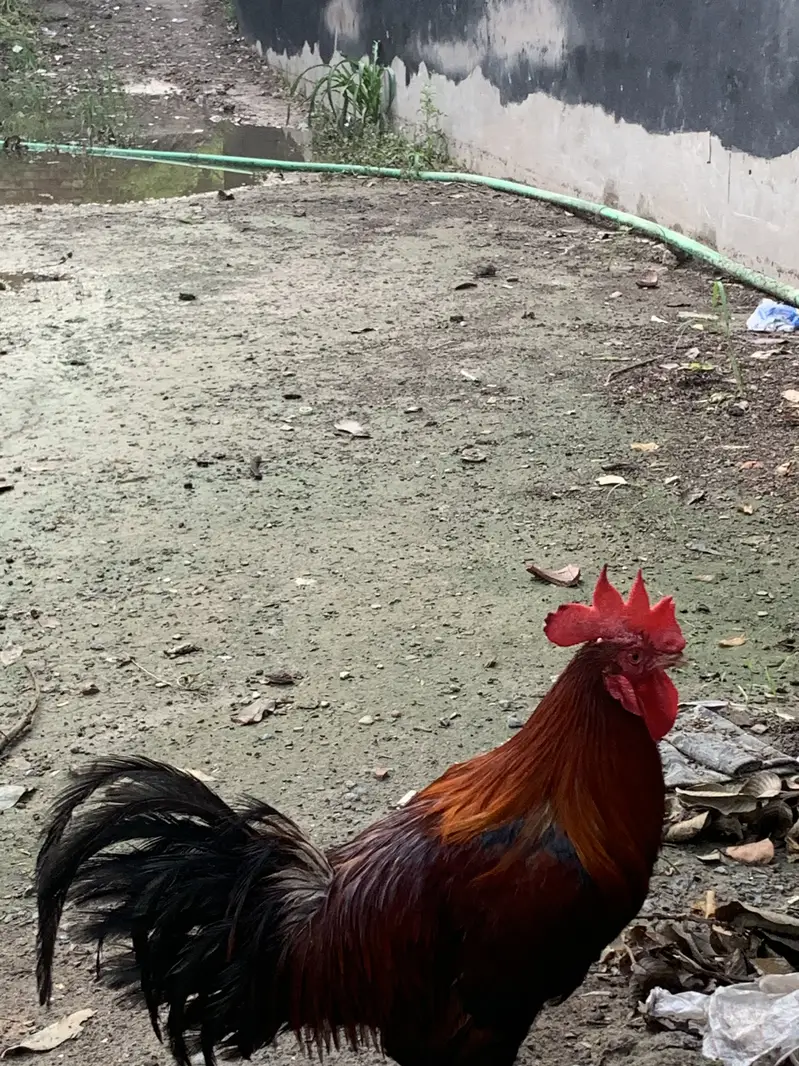 Pure  desi murgiya — photo 3