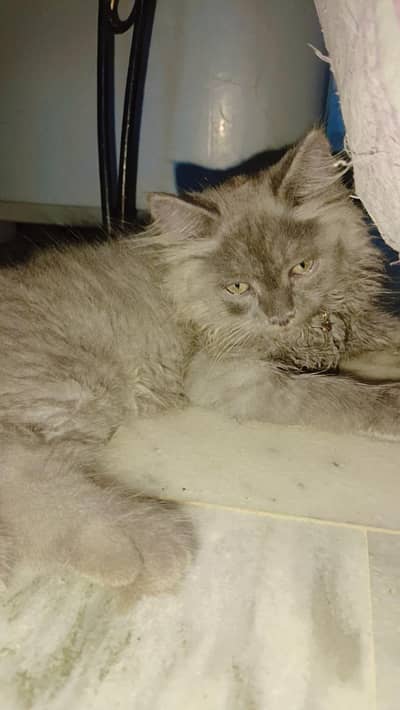 Persian