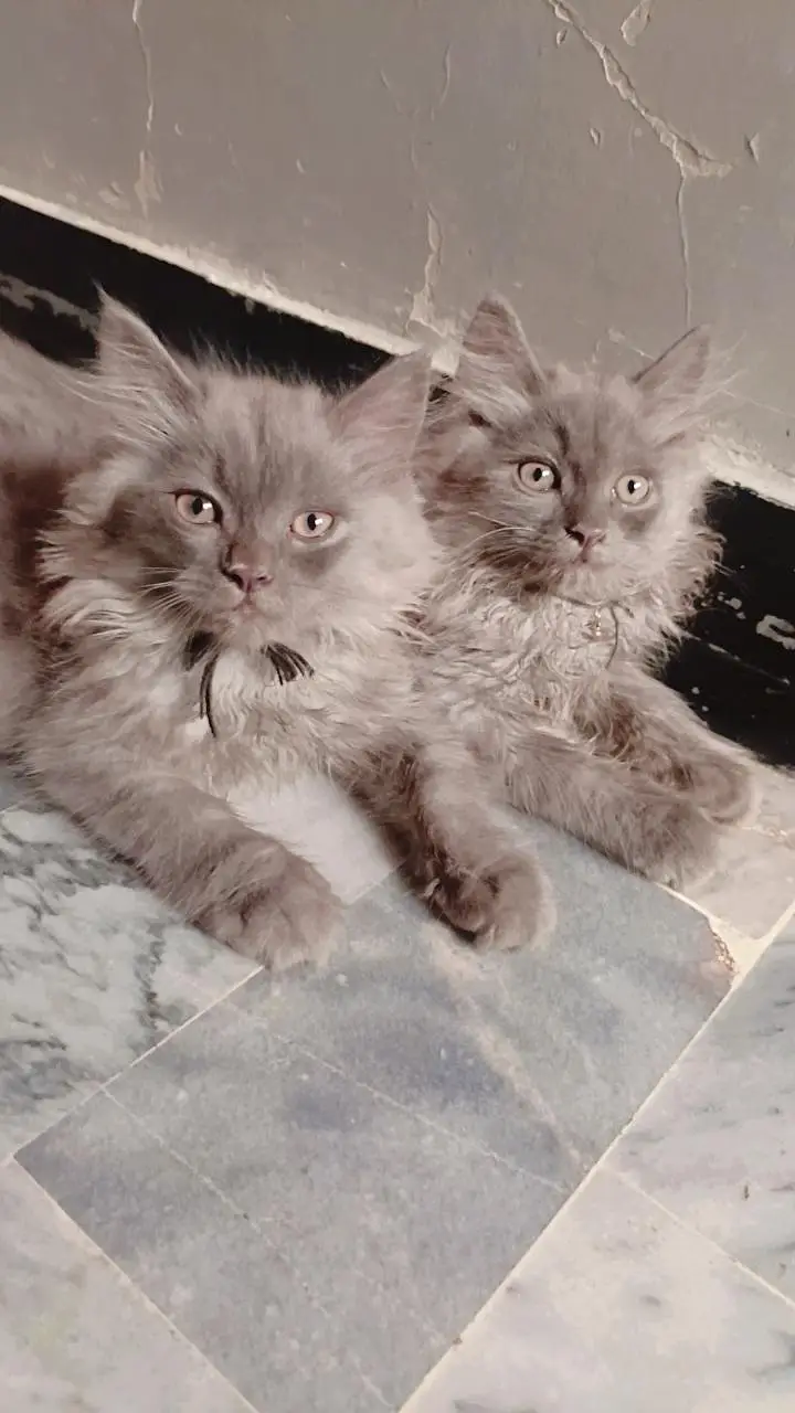 Persian — photo 2