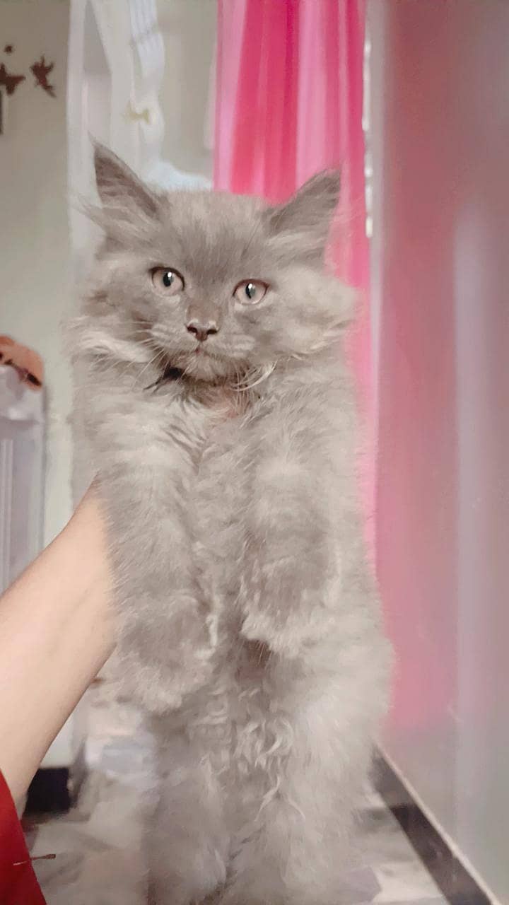 Persian 2