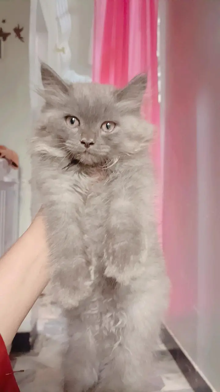 Persian — photo 3