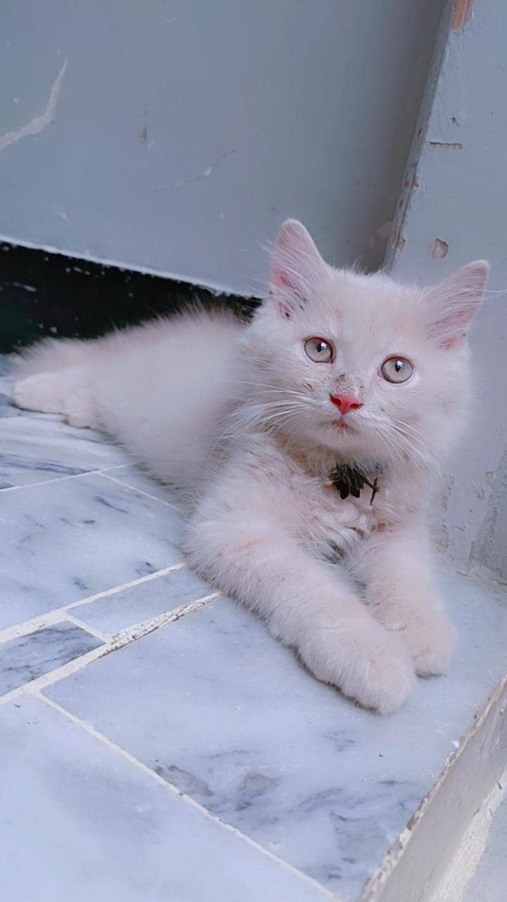 Persian 4