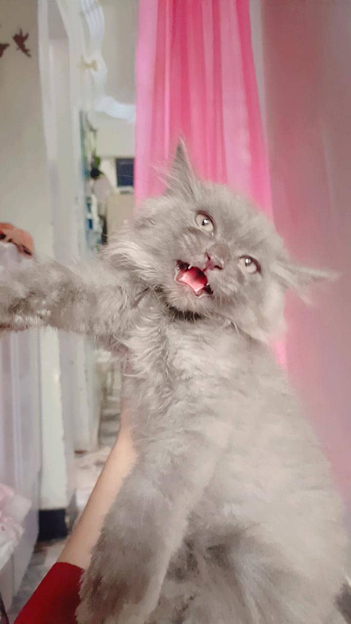Persian 5