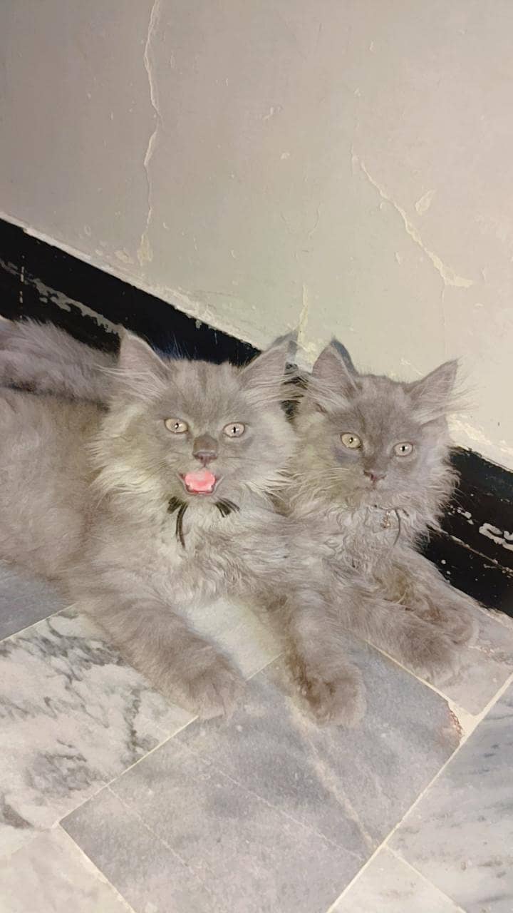 Persian 6