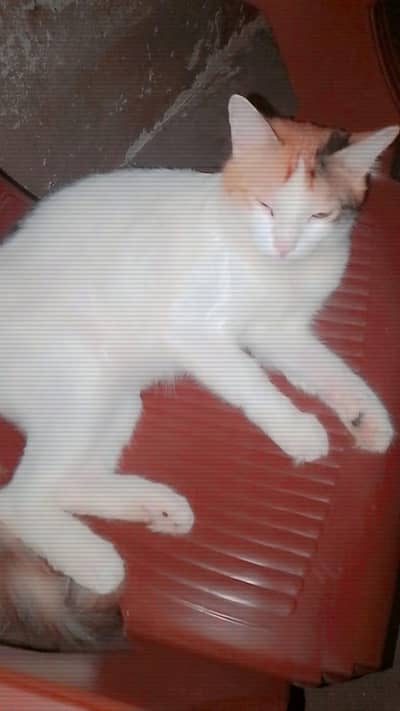 single cat  no breed single piece
