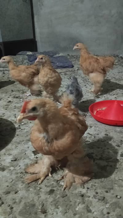 Golden Heavy Buff, Fayoumi, RIR, Australorp, Japanese & Bantam chicks
