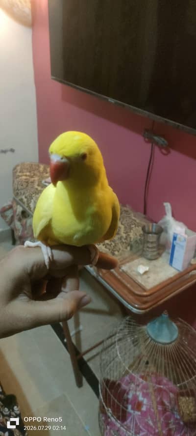 yellow Ringback