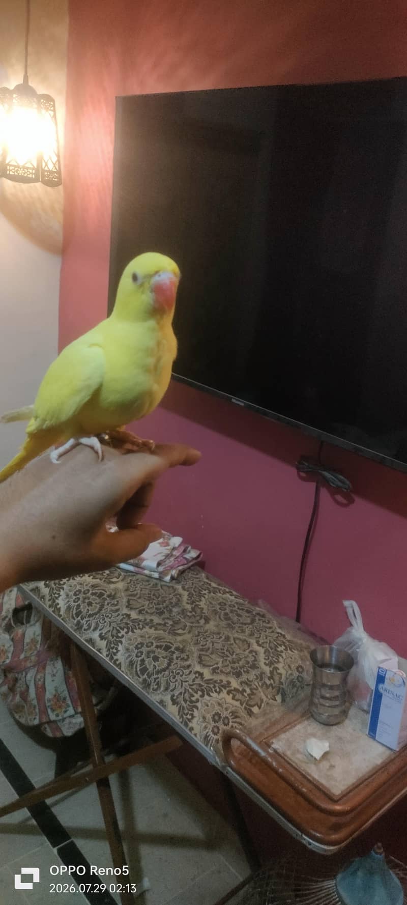 yellow Ringback 1