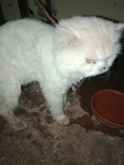 male cat 2 year 3 Cort