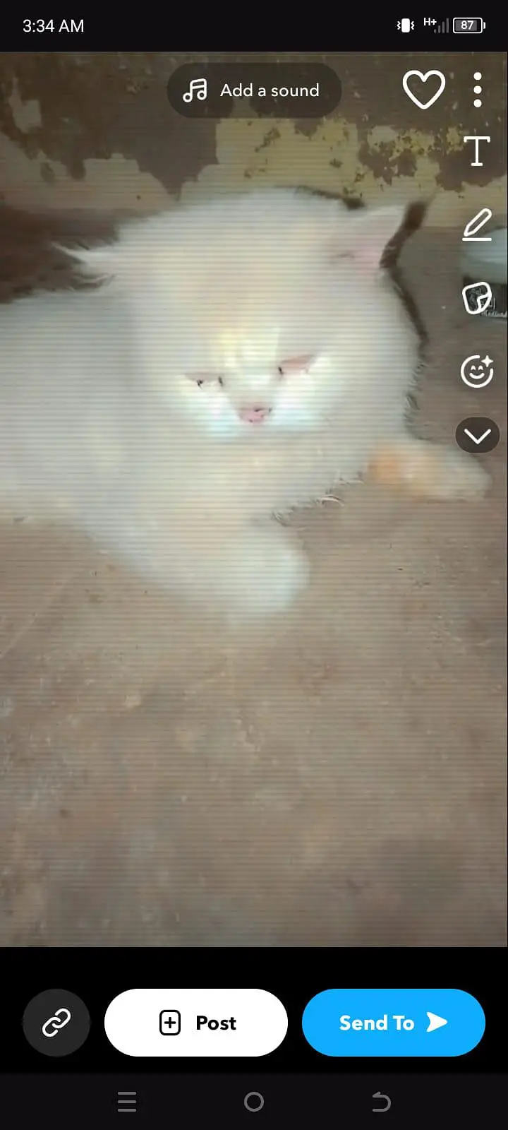 male cat 2 year 3 Cort — photo 2