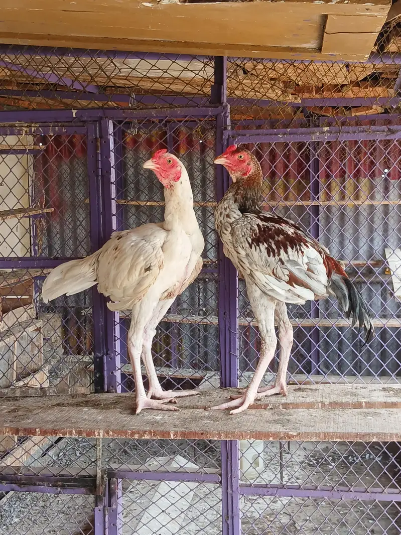 Aseel Pakistani — photo 2