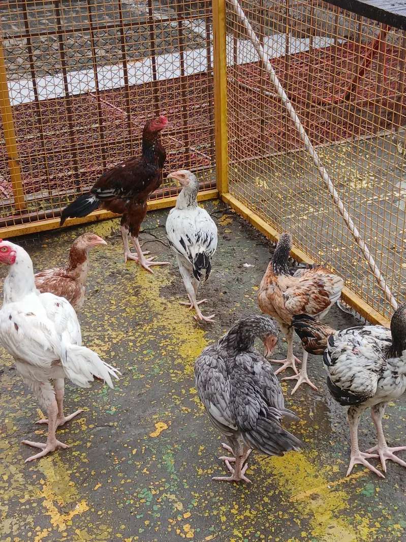 Aseel Pakistani — photo 10