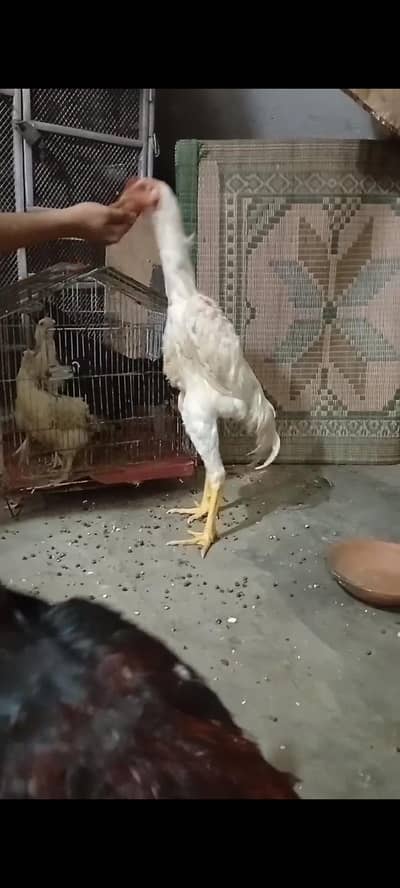 shamo for sale Whatsapp msg only