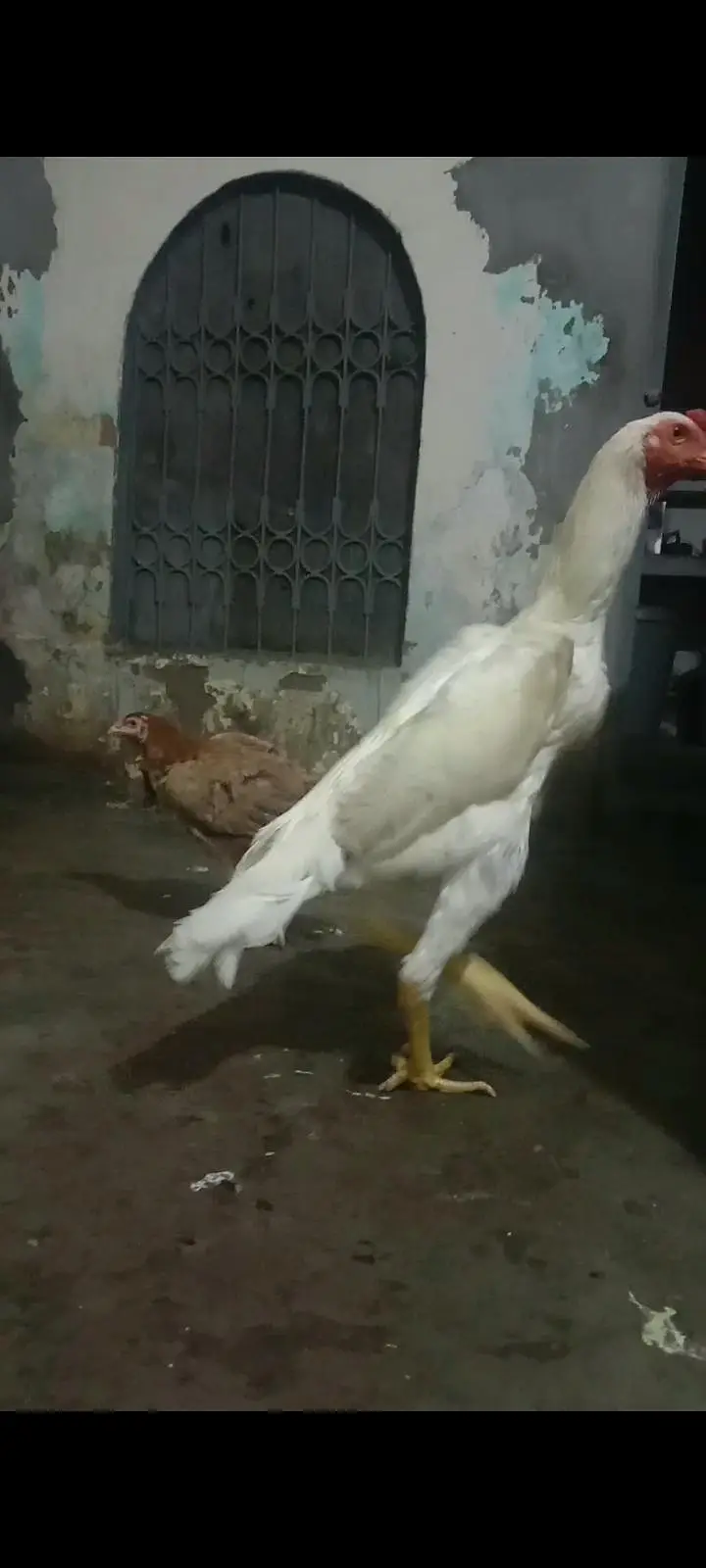 shamo for sale Whatsapp msg only — photo 2