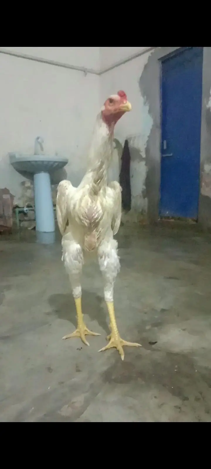 shamo for sale Whatsapp msg only — photo 3