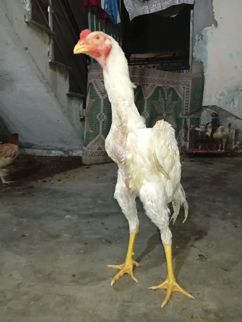shamo for sale Whatsapp msg only — photo 4