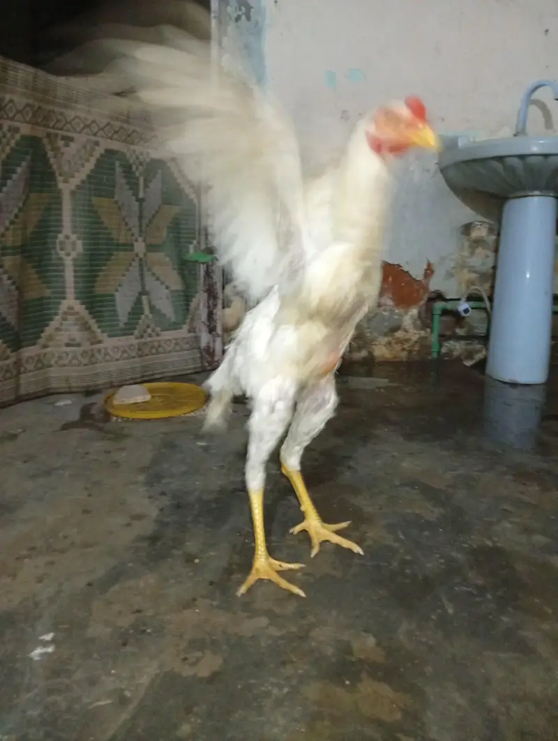 shamo for sale Whatsapp msg only — photo 5