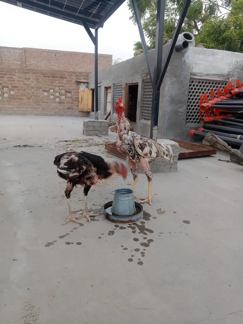 Shamoo Cross Breeding Pair — photo 5