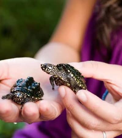 pair of baby black pond turtles