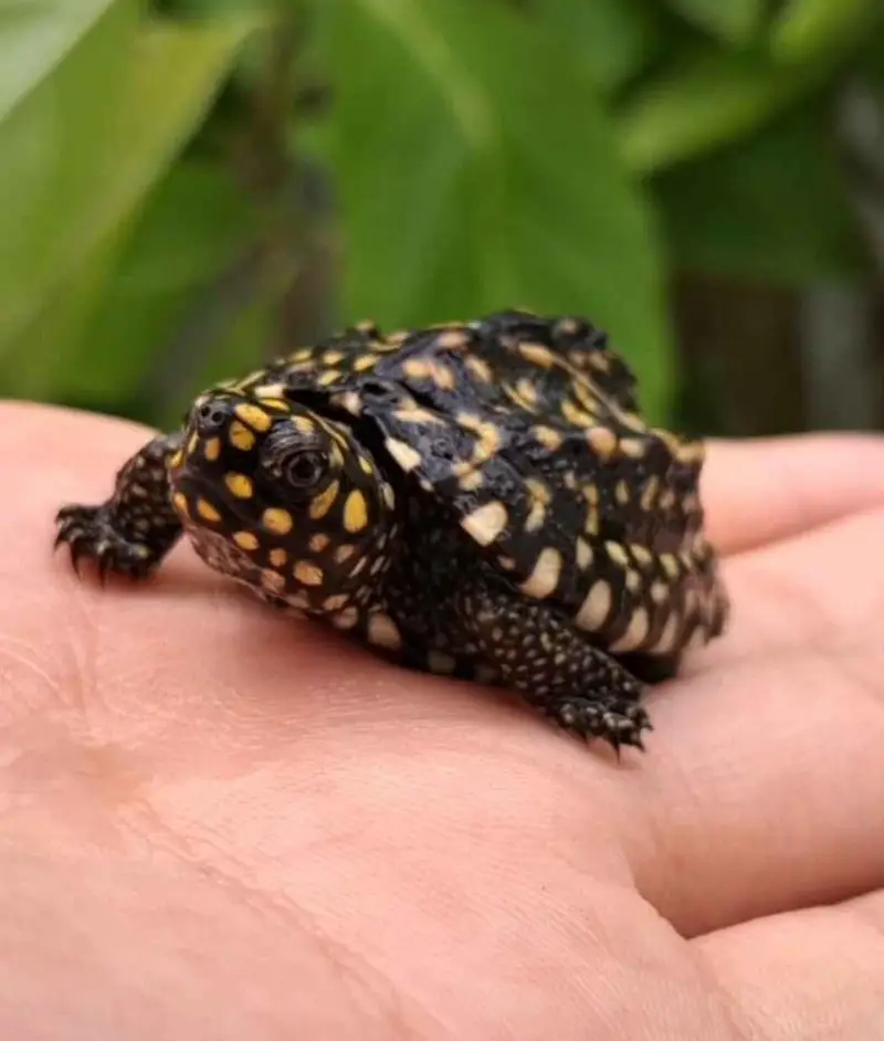 pair of baby black pond turtles — photo 2