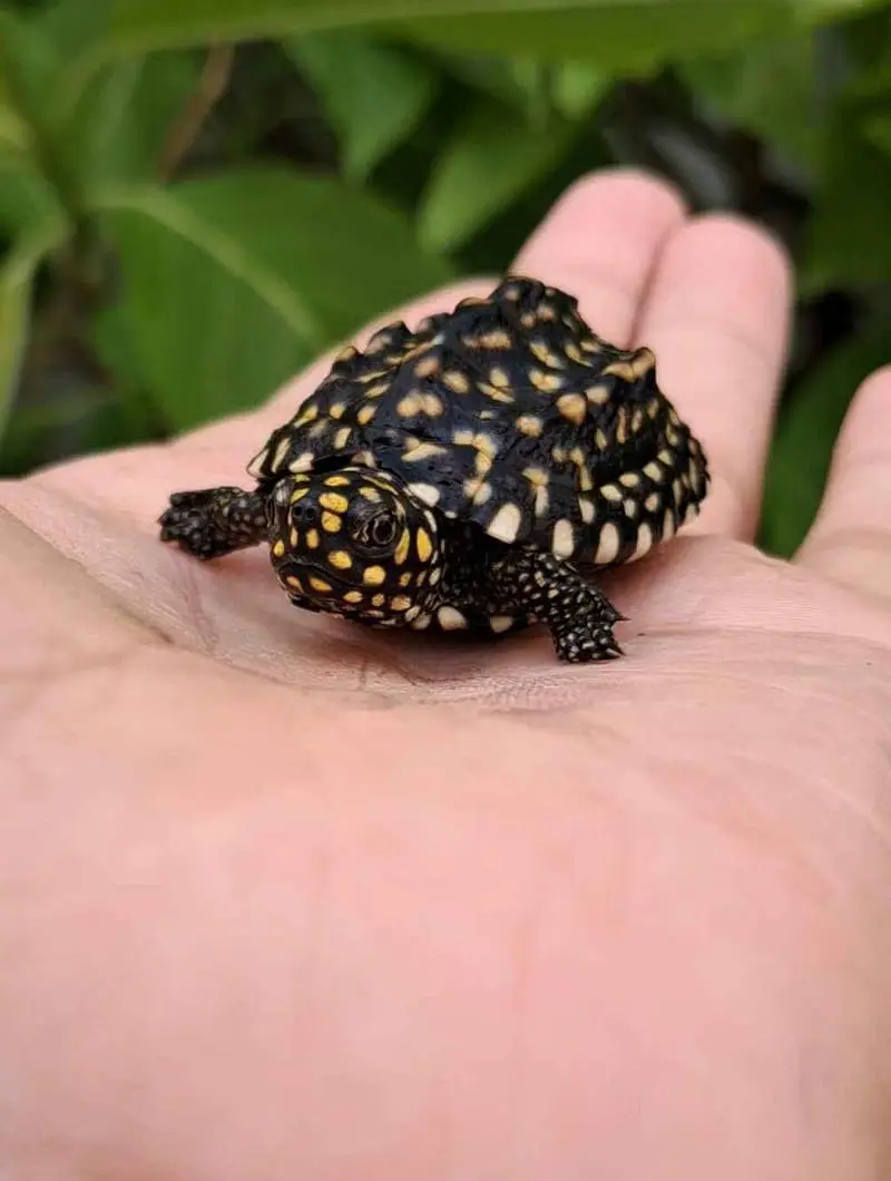 pair of baby black pond turtles — photo 3